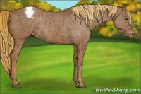 Horse Color:Chestnut Varnish Rabicano
