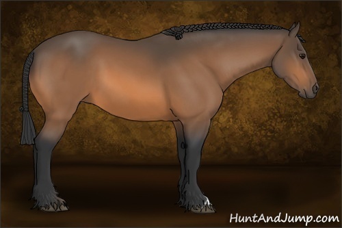 Horse Color:Buckskin 