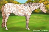 Horse Color:Gold Champagne Appaloosa  and Gold Champagne Appaloosa 