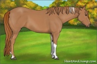 Horse Color:Chestnut Tobiano 