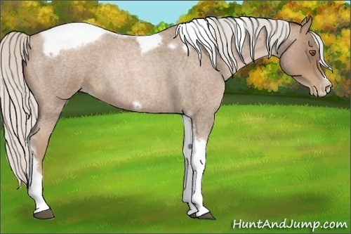 Horse Color:Silver Blue Roan Pearl Tobiano Frame 