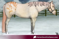 Horse Color:Amber Cream Champagne Tobiano Appaloosa 