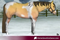 Horse Color:Buckskin Dun Tobiano Frame 