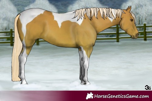 Horse Color:Palomino Tobiano