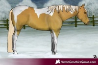 Horse Color:Palomino Tobiano 