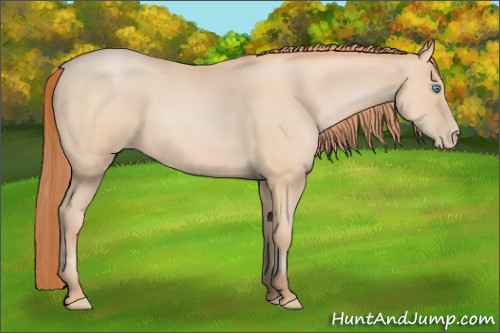 Horse Color:Buckskin Pearl 