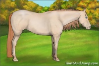 Horse Color:Buckskin Pearl 