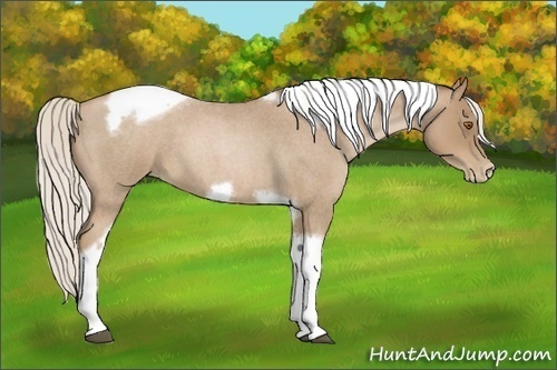 Horse Color:Silver Blue Roan Pearl Tobiano Frame 
