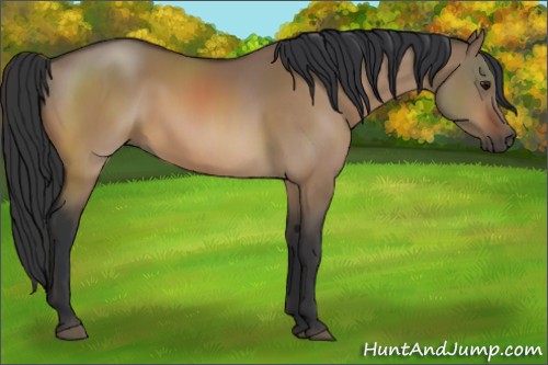 Horse Color:Bay Dun 
