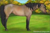 Horse Color:Bay Dun 