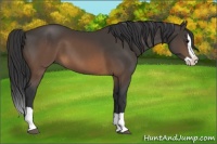 Horse Color:Buckskin Splash 
