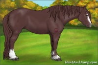 Horse Color:Chocolate Black Sabino