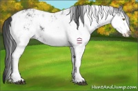 Horse Color:Black Sabino Appaloosa 