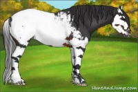 Horse Color:Brown Splash Appaloosa 