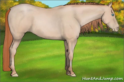 Horse Color:Buckskin Pearl 