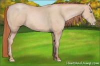 Horse Color:Buckskin Pearl 