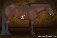 Horse Color:Bay Frame 