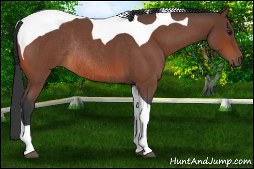 Horse Color:Bay Roan Tobiano Rabicano 