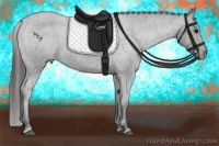 Horse Color:Blue Roan Appaloosa