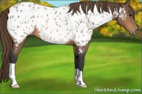 Horse Color:Buckskin Near Leopard 