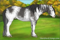 Horse Color:White Spotted Black Splash Appaloosa 