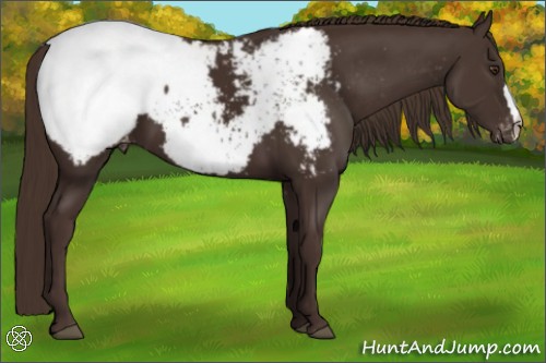 Horse Color:Liver Chestnut Snowcap 