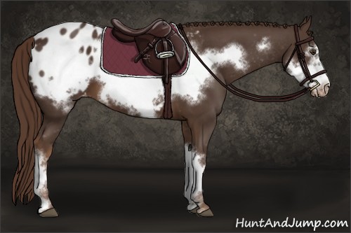 Horse Color:Liver Chestnut Frame Appaloosa 