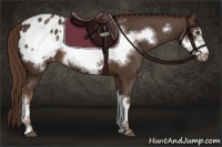 Horse Color:Liver Chestnut Frame Appaloosa 