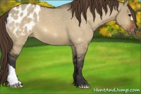 Horse Color:Bay Dun Appaloosa 