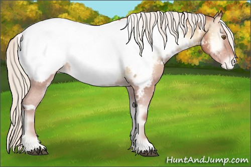 Horse Color:White Spotted Silver Bay Pearl Onyx Appaloosa