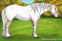 Horse Color:White Spotted Silver Bay Pearl Onyx Appaloosa 