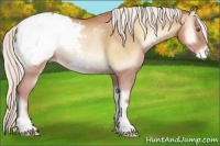 Horse Color:Chocolate Silver Brown Pearl Onyx Appaloosa Rabicano 