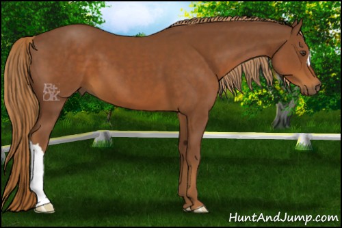 Horse Color:Chestnut 