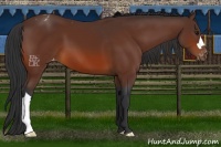 Horse Color:Brown Appaloosa