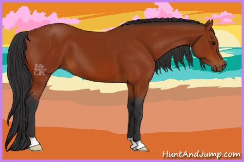 Horse Color:Bay 