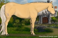 Horse Color:Palomino 