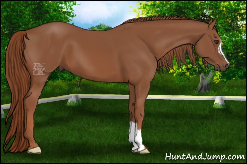 Horse Color:Chestnut 