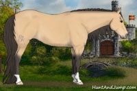 Horse Color:Buckskin 