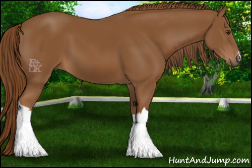 Horse Color:Chestnut 
