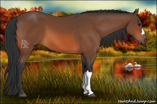 Horse Color:Bay 