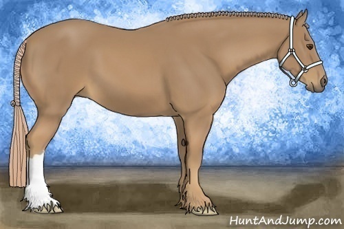 Horse Color:Palomino 