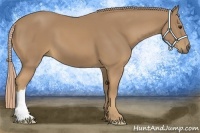 Horse Color:Palomino