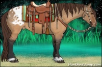 Horse Color:Brown Dun Appaloosa