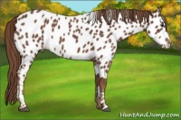 Horse Color:Chestnut Appaloosa