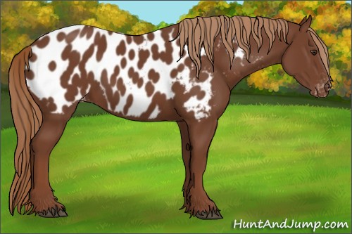 Horse Color:Chestnut Appaloosa