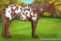Horse Color:Chestnut Appaloosa 