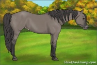 Horse Color:Grullo Appaloosa 