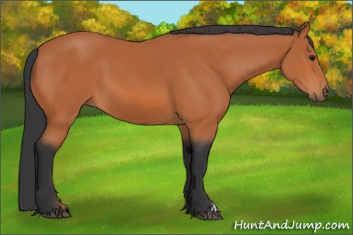 Horse Color:Bay 