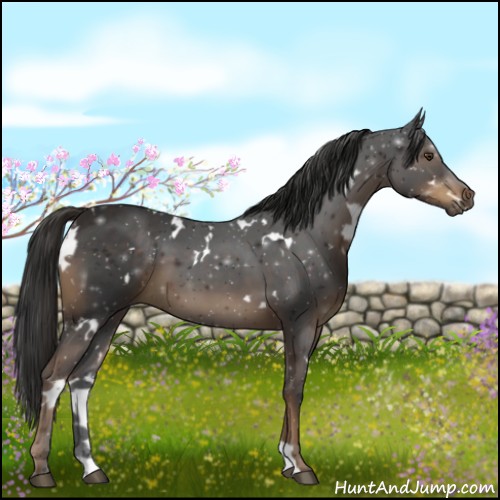 Horse Color:White Spotted Liver Chestnut 