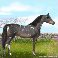 Horse Color:White Spotted Liver Chestnut 
